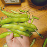 云南現摘新鮮蠶豆5斤農家帶殼生本地羅漢蘭花胡豆青豆莢蔬菜整箱 3斤 曬單實(shí)拍圖