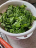 四川新鮮豌豆尖4斤順豐包郵現(xiàn)摘蔬菜豌豆苗碗豆菜火鍋露天龍須菜 3斤 曬單實(shí)拍圖