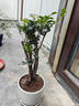 御春閣小葉紫檀樹苗黑骨茶室內(nèi)陽臺盆栽花卉綠植耐寒四季常青微景觀樁形 中號4根25厘米高左右 曬單實拍圖