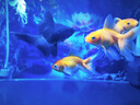 美贊臣鉑睿3段 a2奶粉 幼兒配方奶粉(12-36月)850g*6 牛奶粉 新國(guó)標(biāo) 曬單實(shí)拍圖