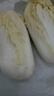 云南高山娃娃菜新鮮當(dāng)季娃娃菜3顆裝新鮮蔬菜生鮮 新鮮娃娃菜1*(3棵)*1包 曬單實(shí)拍圖