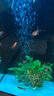 紅金魚活魚觀賞魚小金魚活體魚苗小苗魚招財魚風水魚淡水魚冷水魚 【十全十美】10條5-8CM紅金魚 曬單實拍圖