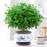 綠有意防驅(qū)蚊草正宗清香盆栽胡椒木老樁室內(nèi)綠植好養(yǎng)植物陽臺花卉盆景苗 中苗清香驅(qū)蚊+早安吸水盆一盆（送肥料） 含盆 曬單實拍圖