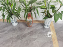 富貴竹花瓶水培中式水養(yǎng)竹子大瓷瓶客廳插花裝飾景德鎮(zhèn)陶瓷器擺件 主圖款 曬單實(shí)拍圖