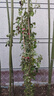 坤卉薔薇花苗爬藤耐寒藤本月季特大爬墻花卉陽臺盆栽庭院植物四季開花 魯碩紅（當(dāng)年開花爆滿） 1.6米左右爬藤特大苗 曬單實拍圖