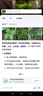 食用玫瑰花苗大馬士革玫瑰平陰玫瑰月季花苗四季開花濃香盆載植物 玫瑰3年苗【可食用】 曬單實(shí)拍圖
