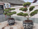 瑞轢黃楊樹造型地栽別野盆栽四季庭院耐寒耐熱栽種常青花園植物不落葉 黃楊球80/1米冠幅 曬單實拍圖