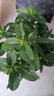 綠有意 綠植花卉辦公室客廳桌面盆栽擺件簡(jiǎn)約創(chuàng)意網(wǎng)紅北歐綠植ins云朵盆 梔子花+甜甜圈PET樹脂盆+托盤+肥料 北歐風(fēng)格網(wǎng)紅綠植 曬單實(shí)拍圖