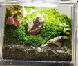 送擺件 成品造景迷你綠植微景觀(guān)生態(tài)雨林缸苔蘚 桌面盆栽擺件 【成品發(fā)貨】微景系列C款+電子燈 曬單實(shí)拍圖