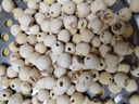方家鋪?zhàn)又腥A老字號(hào) 蓮子400g 湘潭磨皮白蓮子去芯 百合桂圓銀耳羹食材 曬單實(shí)拍圖