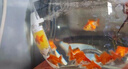 【獅子頭】國獅紅獅幼苗金魚魚苗活好養(yǎng)耐活冷水淡水魚招財(cái)魚風(fēng)水魚 紅獅買6送4 4-6厘米【尺寸適中】 曬單實(shí)拍圖