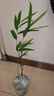 臺灣正宗內門(mén)竹：禪雅盆栽名貴竹苗室內綠植四季常青好養易活竹子 內門(mén)竹 2桿（高30-40cm）基地盆發(fā)貨 曬單實(shí)拍圖