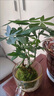 新型造型發(fā)財樹盆栽盆景奇趣獨特室內(nèi)植物室內(nèi)辦公室好養(yǎng)植物 奇趣五桿發(fā)財樹苔蘚球+塑料底座 曬單實拍圖