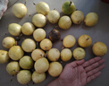 海南百香果廣西百香果 變黃變皺皮更甜 泡水喝 生吃 調(diào)味新鮮水果 30個 曬單實拍圖