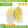 沈佳農(nóng)有機(jī)娃娃菜白菜青菜新鮮蔬菜配送現(xiàn)發(fā)輔食燒烤露營(yíng)火鍋菜白菜400g 娃娃菜400g 曬單實(shí)拍圖