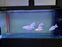 閩江（minjiang）大型魚缸客廳家用水族箱底過濾輕奢辦公室超白玻璃免換水落地魚缸 鈦空灰 長149.1寬51高158【豪華大禮包】 曬單實拍圖