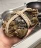 【活蟹】湖鮮陽澄 大閘蟹 去繩足重 2.3-2.6兩 8只 鮮活六月黃現(xiàn)貨超大螃蟹水產(chǎn)禮盒裝 曬單實拍圖