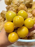 桃西村東北姑娘果【順豐可選】菇?jīng)龉S金莓燈籠果黃菇娘小金豆新鮮水果 9斤 精選果【單果7-9g】普快 曬單實(shí)拍圖