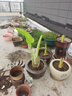 植果緣象耳芋大野芋大型綠植客廳陽(yáng)臺(tái)大葉盆栽庭院超大葉植物現(xiàn)挖 直徑5公分三顆 曬單實(shí)拍圖