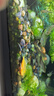 云峰海瑞 小型熱帶魚(yú)觀(guān)賞魚(yú)活體紅綠燈魚(yú)淡水水族魚(yú)寵物虎(四間魚(yú))皮魚(yú) 天使拉拉6條（青黃檸檬各3） 曬單實(shí)拍圖