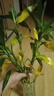 綠有意富貴竹水培植物轉(zhuǎn)運竹花卉綠植室內(nèi)盆栽綠水養(yǎng)帶根鮮花發(fā)蘿財 富貴竹65-75cm6棵+營養(yǎng)液+生根粉 不含盆 曬單實拍圖