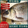 微山湖野生鯽魚土漁民捕撈活魚現(xiàn)殺凈膛滋補(bǔ)燉湯400g/袋 中號(hào)【4-6條/400g】400g*3袋 曬單實(shí)拍圖