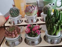 MPPMCK水培多肉植物仙人球水養綠植盆栽室內辦公室桌面微景觀(guān)節日禮物 DIY雙層隨機6款多肉 曬單實(shí)拍圖