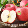 佳農(nóng) 煙臺(tái)紅富士蘋果 凈重10斤 特級(jí)果 單果240g+ 禮盒裝 曬單實(shí)拍圖