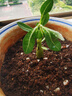 重瓣沙漠玫瑰盆栽花苗老樁植物四季花卉綠室內(nèi)陽臺小盆景好養(yǎng)易活 精品混色2年小苗【發(fā)一顆】原土【隔年開花】送肥料 曬單實(shí)拍圖