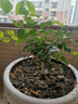 帶花苞筆尖茉莉花盆栽單瓣獨桿濃香型花卉大全陽臺客廳好養(yǎng)活驅(qū)蚊 6年苗【帶花苞】獨桿樹型 曬單實拍圖