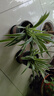 金邊吊蘭盆栽花卉植物室內(nèi)陽臺(tái)凈化空氣去甲醛小綠植水培垂吊客廳 精品金邊吊蘭2盆【帶加侖盆】 曬單實(shí)拍圖