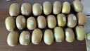 佳沛（zespri）新西蘭  陽光金奇異果巨大果22粒原箱 單果重約144-175g 獼猴桃 曬單實拍圖