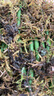 劉閣蘭花養蘭需備蘭花專(zhuān)用苔蘚 美觀(guān)綠化水苔 花卉盆栽需備綠水草出售 綠色苔蘚 曬單實(shí)拍圖