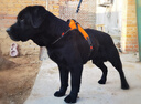 犬力狗糧20kg10kg金毛拉布拉多貴賓阿拉斯大小中全價(jià)糧通用型 成犬糧20kg 全犬種 曬單實(shí)拍圖