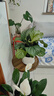 青蘋果竹芋盆栽室內(nèi)吸甲醛凈化空氣辦公桌面觀葉植物四季常青好養(yǎng) 蘋果竹芋55-60厘米【原土】 曬單實拍圖