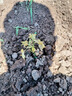 意軒月季特大花濃香果汁陽臺庭院花卉植物盆栽薔薇四季玫瑰花苗帶花苞 莫奈(灌木月季開花季節(jié)帶花) 小苗含營養(yǎng)缽 曬單實拍圖