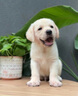 伊寵純種純種拉布拉多幼犬寵物狗狗活體小狗活物幼崽導(dǎo)盲犬中型犬 寵物級 公 曬單實拍圖
