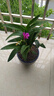 香水石斛蘭花苗盆栽四季開花帶花劍好養(yǎng)花卉植物客廳辦公桌面綠植 香水石斛蘭帶花原盆土約30cm高 曬單實拍圖