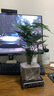 佰花錦文竹桌面盆栽新中式綠植辦公室客廳盆景茶臺臥室好養(yǎng)綠植花卉植物 【送方底座】文竹+pvc舍得盆+黑沙石鋪面 20-30cm 曬單實拍圖