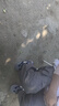 愛酷熊超薄透氣紙尿褲新生嬰兒夏季干爽學(xué)步褲尿不濕男女寶寶通用拉拉褲 拉拉褲XL碼2包92片【11-13.5kg】 曬單實拍圖