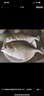 一蝦一世界 國(guó)產(chǎn)新鮮冷凍無(wú)冰衣白鯧魚/金鯧魚 清蒸香煎燒烤食材 新鮮捕撈 金鯧魚凈重400-500g*4條 曬單實(shí)拍圖