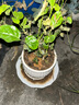 重瓣茉莉花盆栽濃香型南方四季開花帶盆驅(qū)蚊綠植花卉室內(nèi)陽臺庭院 茉莉4~5棵帶花苞發(fā)貨【送郁金香高檔陶瓷盆】 曬單實拍圖