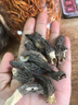 羊肚菌干貨蟲草花湯包禮盒新鮮牛肚茵野生的功效與作用兒童 【大罐】【2罐】羊肚菌+蟲草花 曬單實拍圖