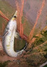 谷道香青魚(yú)餌料專(zhuān)攻青魚(yú)顆粒釣草魚(yú)黑坑專(zhuān)用餌料釣魚(yú)大物拋竿餌料鯉魚(yú)餌 【草魚(yú)殺手】味道濃郁 魚(yú)獲不止 曬單實(shí)拍圖