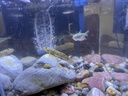 YEE魚(yú)缸燈led筒燈原生溪流缸WRGB全光譜水草燈爆藻魚(yú)缸觀賞魚(yú)燈 35W爆藻燈【95ra高顯指+鋁合金材質(zhì)】 【YEE正品保障 假一賠十 質(zhì)保一年】 曬單實(shí)拍圖