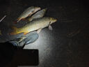 美人魚釣具新款贏2代魚線子線主線釣線競技垂釣魚裝備二代贏漁線 贏子線60米【透明色】 1號 曬單實拍圖