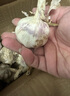 紫白皮蒜即食水果大蒜今年新鮮干蒜生鮮調料蒜瓣 3頭大蒜 0.22斤 曬單實(shí)拍圖