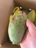 壹萌果蔬金煌芒芒果 當(dāng)季現(xiàn)摘廣西大芒果新鮮水果青皮芒果整箱送禮 5斤精品果【單果150g+】 凈4.5斤 曬單實(shí)拍圖