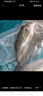 釣魚記開背海鱸魚1斤-1.3斤 三去凈重 冷凍 生鮮 魚類 海鮮水產(chǎn) 曬單實(shí)拍圖