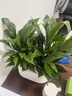 京厽特一帆風(fēng)順白掌盆栽綠植水培花卉植物辦公室內紅掌夏季不支持退貨 帶花發(fā)貨特級白掌4-5株原盆送營(yíng)養液 帶盆栽好 曬單實(shí)拍圖